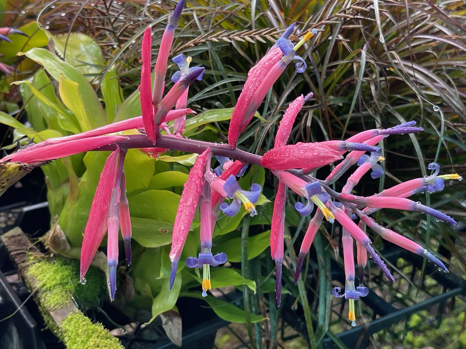 Bromeliads — Vintage Green Farms with Tom Piergrossi